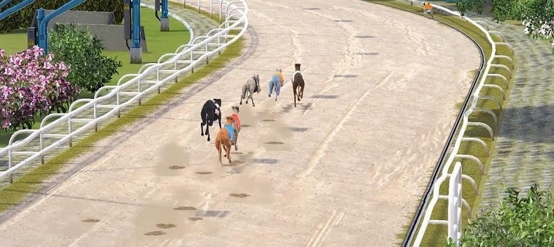 Greyhound Race - Virtual Sports Betting Guide